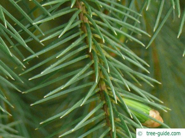sitka spruce (Picea sitchensis) needles