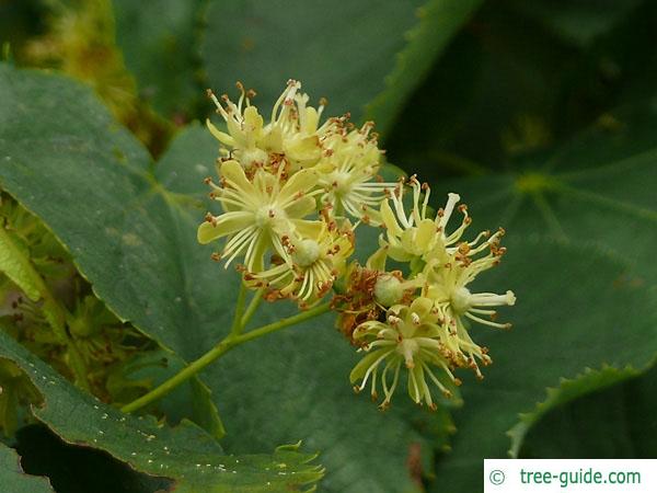 small leaved lime (Tilia cordata) flower