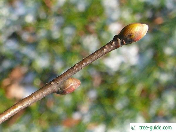 small leaved lime (Tilia cordata) terminal bud