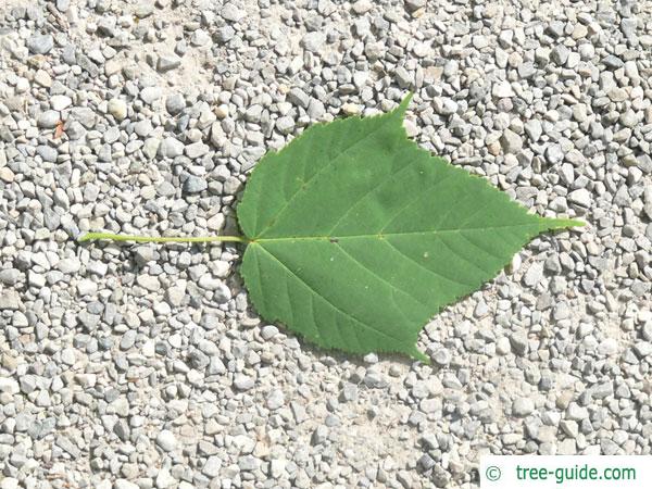 snake bark maple (Acer pectinatum subsp. laxiflorum) leaf