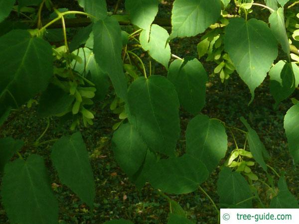 snake bark maple (Acer pectinatum subsp. laxiflorum) leaves