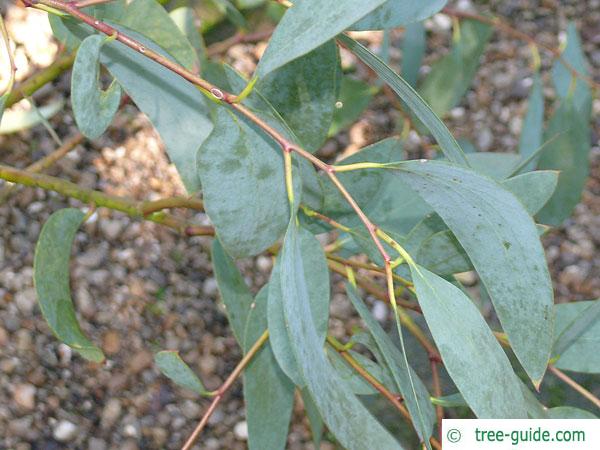 snow gum (Eucalyptus pauciflora subsp niphophila) leaves