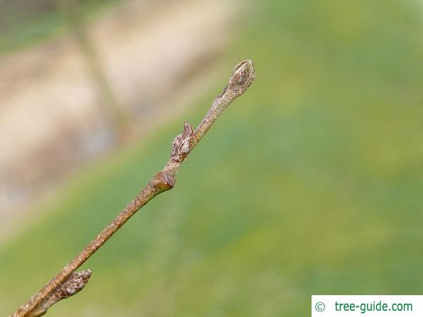spaeths alder (Alnus spaethii) twig with buds