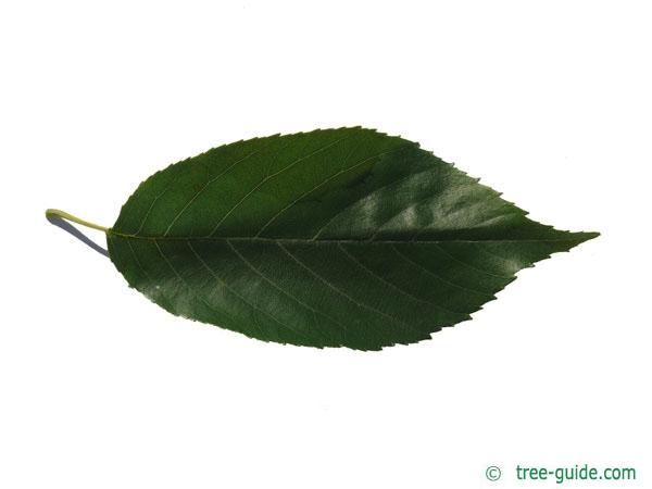 spaeths alder (Alnus spaethii) leaf