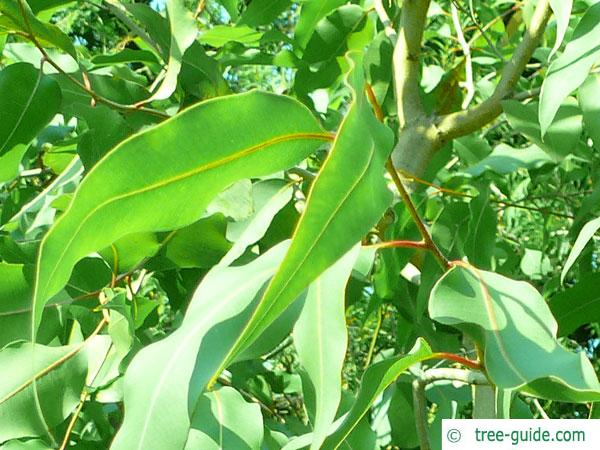 spotted gum (Corymbia maculata) leaves