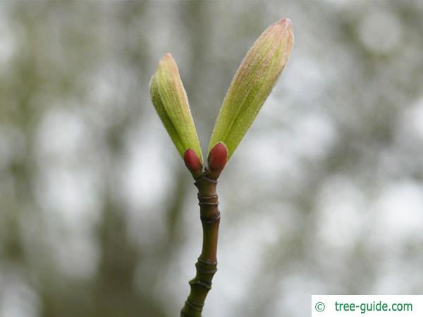 striped maple (Acer pensylvanicum) budding in spring
