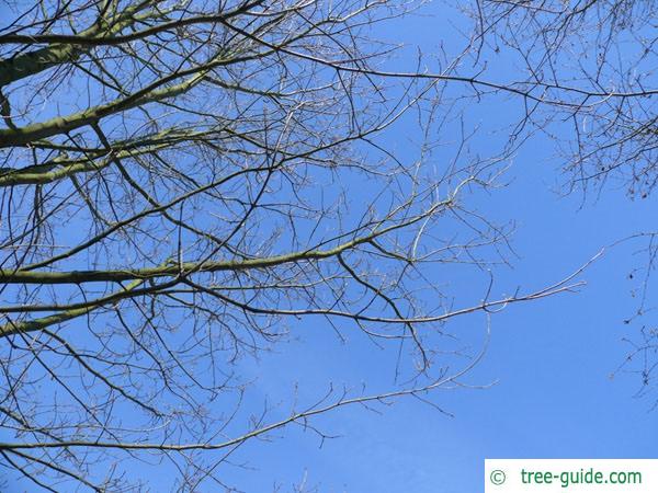 sugar maple (Acer saccharum) branches in winter