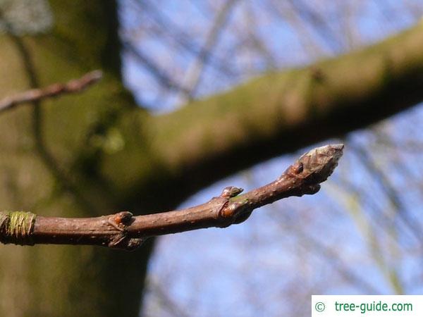 sugar maple (Acer saccharum) buds