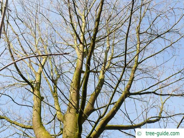 sugar maple (Acer saccharum) crown in winter