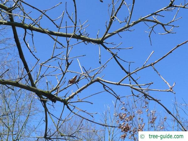 swamp white oak (Quercus bicolor) branch
