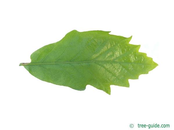 swamp white oak (Quercus bicolor) leaf