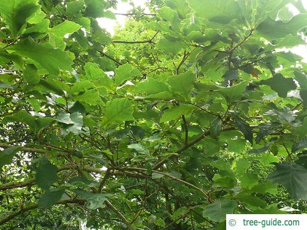 swamp white oak (Quercus bicolor) leaves