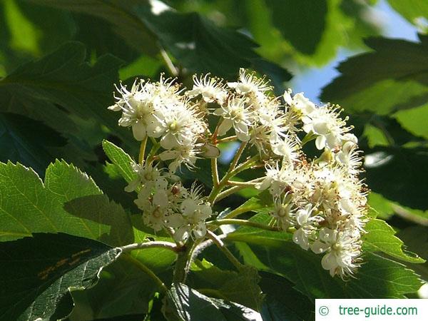 swedish whitebeam (Sorbus intermedia) flower