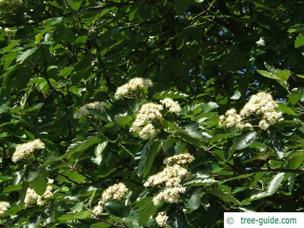 swedish whitebeam (Sorbus intermedia) flowers