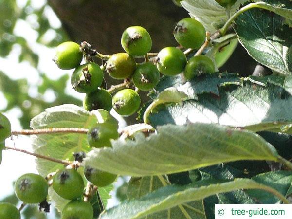 swedish whitebeam (Sorbus intermedia) fruit in summer