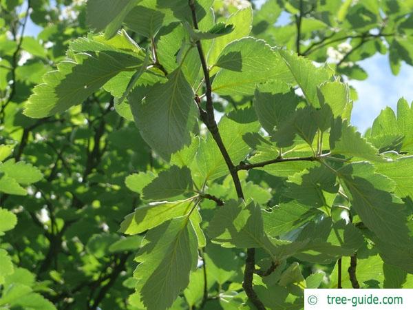 swedish whitebeam (Sorbus intermedia) leaves