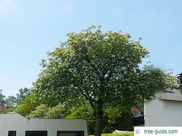 swedish whitebeam (Sorbus intermedia) tree in summer