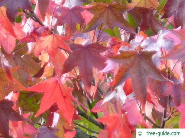 sweetgum (Liquidambar styraciflua) autumn foliage