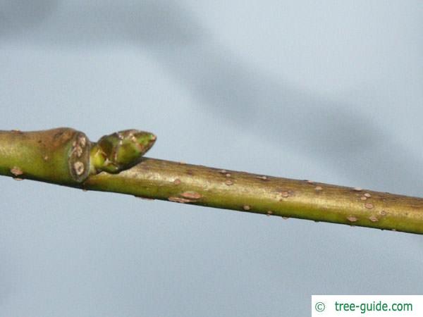 Sweetgum (Liquidambar styraciflua) axial bud