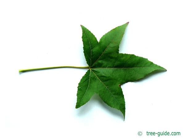 sweetgum (Liquidambar styraciflua) leaf