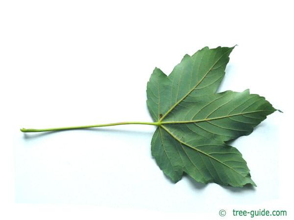 sycamore maple (Acer pseudoplatanus) leaf underside