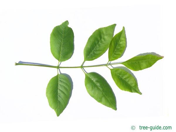 Mountain ash (Fraxinus texensis) Leaves