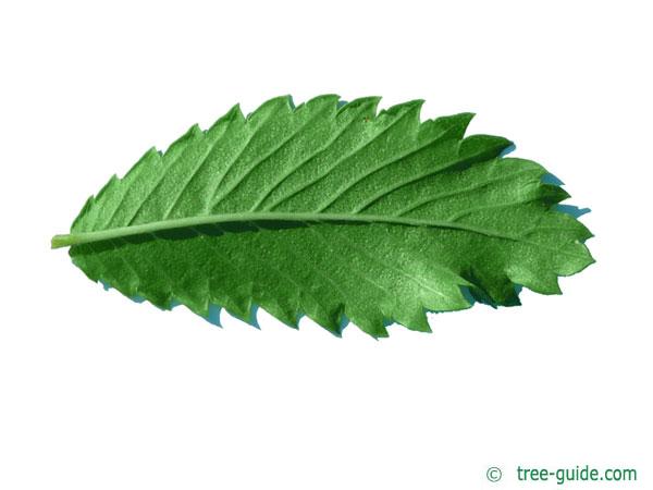 thorn-elm (Hemiptelea davidii) leaf underside