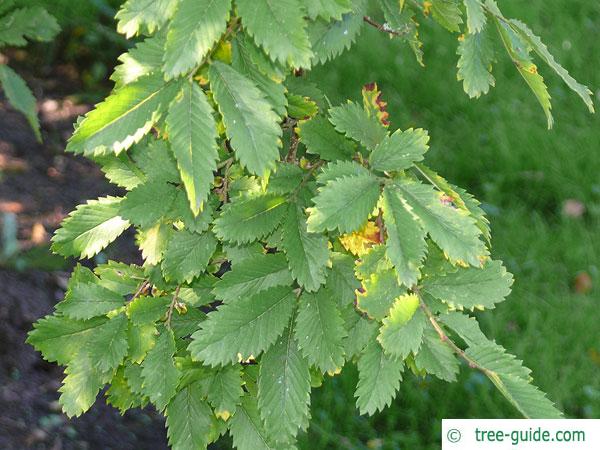 thorn-elm (Hemiptelea davidii) leaves