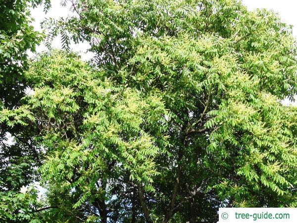 tree of heaven (Ailanthus altissima) crown foliage