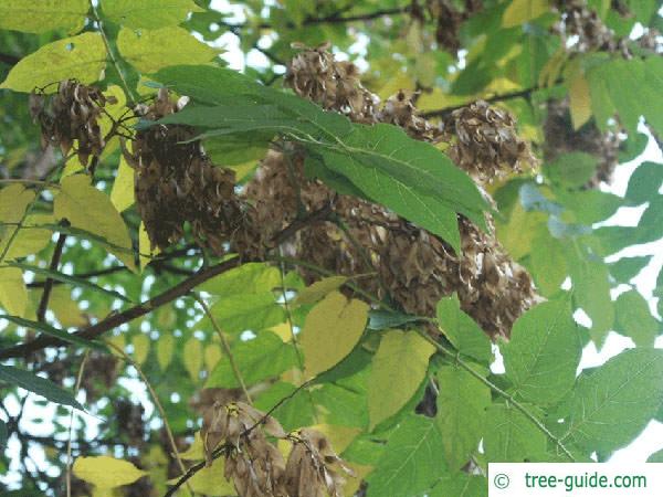 tree of heaven (Ailanthus altissima) fruit in summer