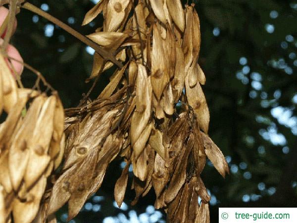 tree of heaven (Ailanthus altissima) fruit