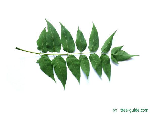 tree of heaven (Ailanthus altissima) leaf underside