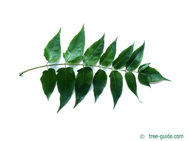 tree of heaven (Ailanthus altissima) leaf