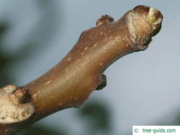 tree of heaven (Ailanthus altissima) terminal bud