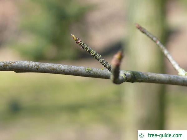 tupelo (Nyssa sylvestris) branch