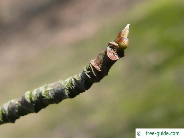 tupelo (Nyssa sylvestris) axial bud
