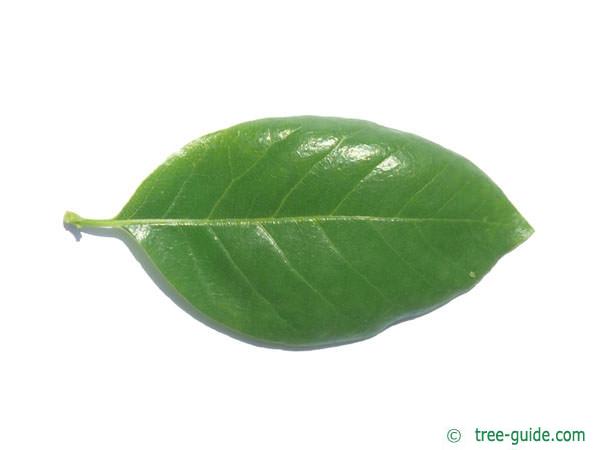 tupelo (Nyssa sylvestris) leaf