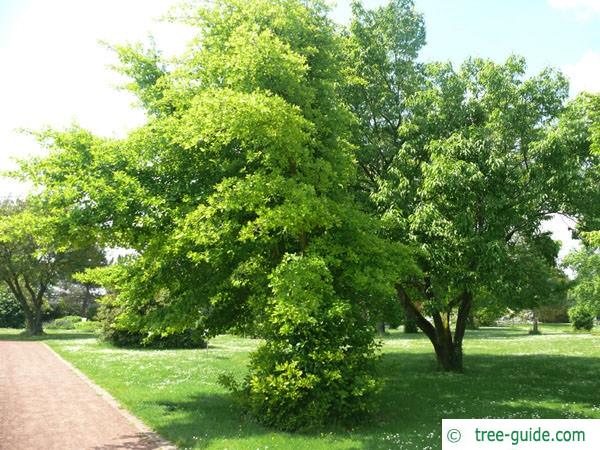 tupelo (Nyssa sylvestris) tree
