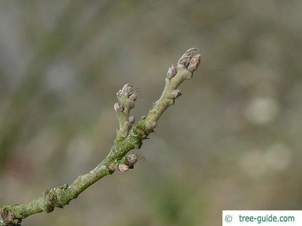 turkish oak (Quercus zerris) twig