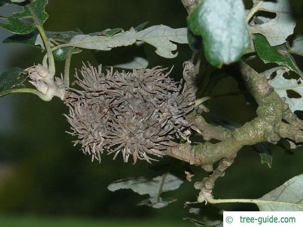 turkish oak (Quercus zerris) fruit capsule
