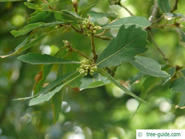 turners oak (Quercus turneri 'Pseudoturneri') leaf position