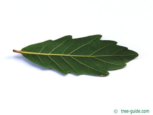 turners oak (Quercus turneri 'Pseudoturneri') underside of a leaf