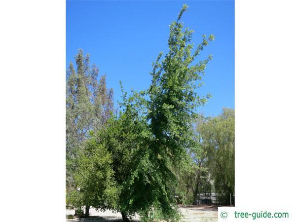 valley oak (Quercus lobata) tree