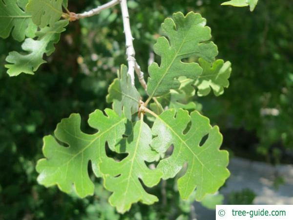 valley oak (Quercus lobata) twig
