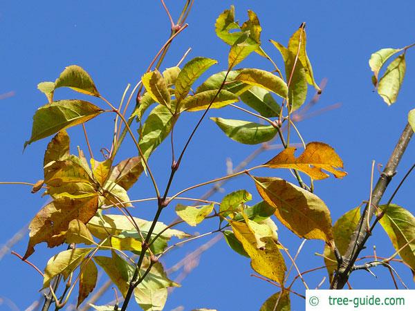 vine-leaved maple (Acer cissifolium) autumn foliage