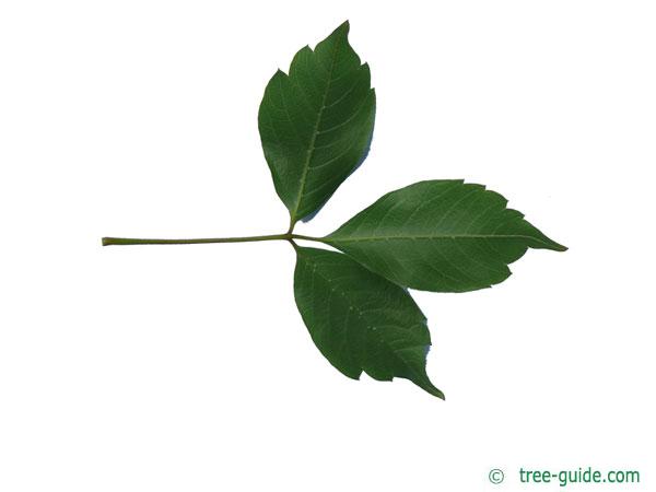 vine-leaved maple (Acer cissifolium) leaf underside