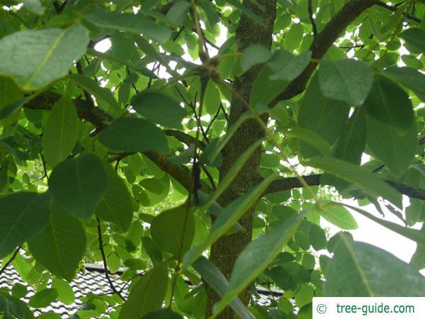 common walnut (Juglans regia) crown in summer