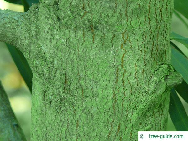 water wattle (Acacia retinodes) trunk / bark