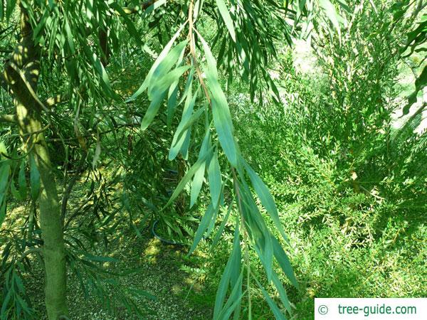water wattle (Acacia retinodes) leaves