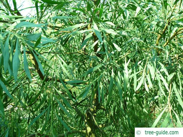 water wattle (Acacia retinodes) shrub